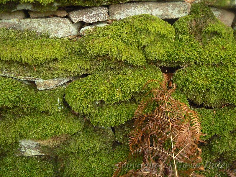 Mossy wall, Blanchland P1150873.JPG